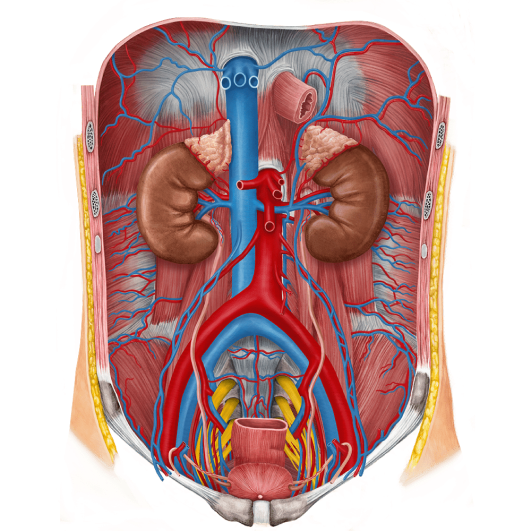 Топографическая анатомия